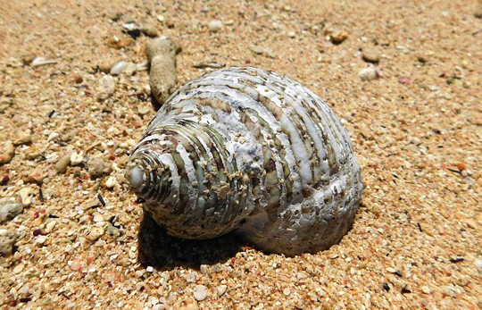 A kegyelem áramlásában élni: Kagylók a sivatagban