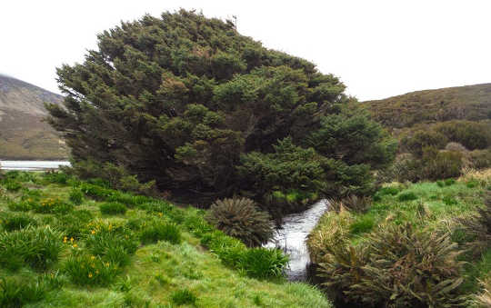 L'antropocene iniziò con 1965, secondo i segni lasciati nell'albero più solitario del mondo