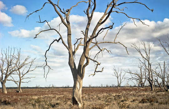 הבצורת האוסטרלית האחרונה עשויה להיות הגרועה ביותר בשנת 800 שנה
