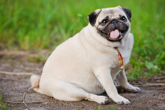 Överviktiga hundar kan ha liknande personlighetsdrag till överviktiga människor