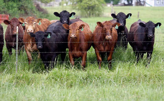 为什么减少农场动物中的抗生素并不像看起来那么容易
