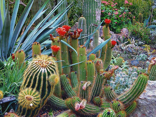 Néhány kaktuszfaj két évig víz nélkül is elmehet.