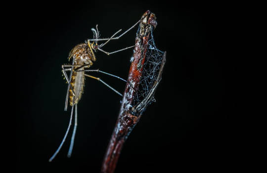 מדוע יכול להיות שהקיץ שלך מלא יתושים