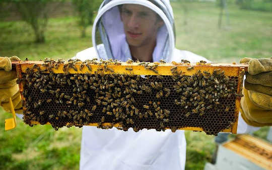 The Healing Power of the Hum of the Humming Bees 