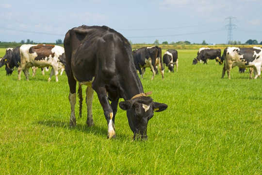 Gras gefüttert Rindfleisch kann höher sein in Omega 3-Fette.