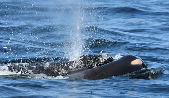 Eine Orca-Mutter trauert: Tahlequah und ihr Kalb