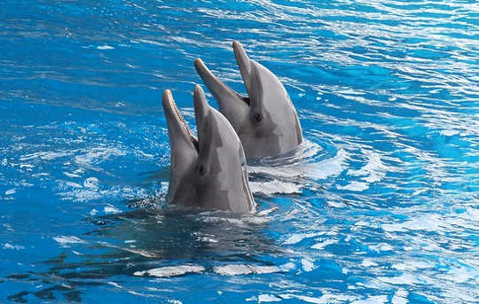 Jak delfiny uczą się współpracować, aby zdobyć nagrody?