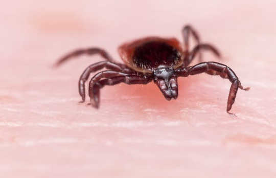 Wie Lyme-Borreliose zu vermeiden, während Zecken im Herbst hungrig sind