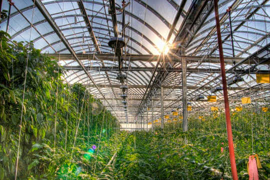 Lufa農家の屋上温室です。 （垂直農法は、エネルギー使用量を考慮するまで幻想的です）