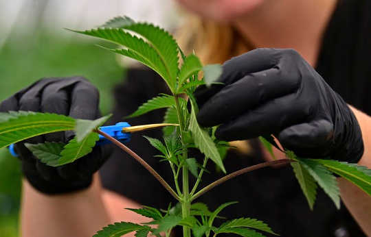 La marijuana si espande in 3 più Stati, ma che dire della legalizzazione a livello nazionale?