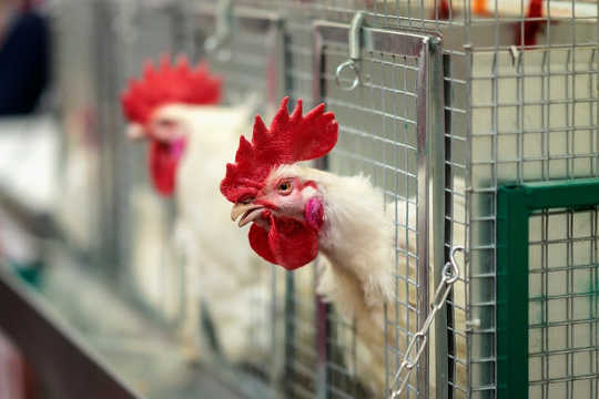 Làm thế nào gà trở thành biểu tượng cuối cùng của anthropocene