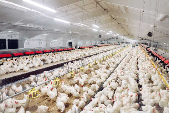 How Chickens Became The Ultimate Symbol Of The Anthropocene