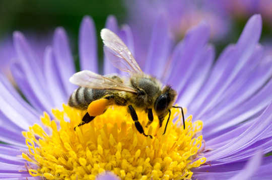 Are They Watching You? Bees And Wasps Can Recognize Your Face