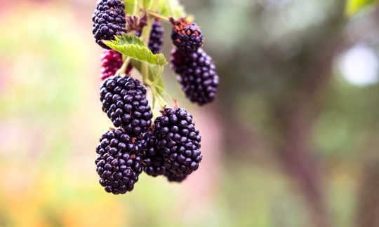 野生黑莓簡史
