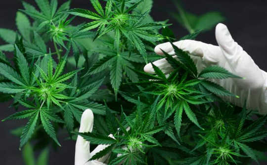 是否有希望大麻作为阿片类药物成瘾的治疗方法