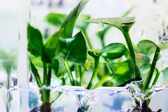 이 실내 식물은 공기에서 암 관련 화학 물질을 빨아 먹습니다.