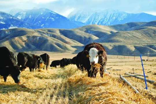 Sì, mangiare carne influenza l'ambiente, ma le mucche non uccidono il clima