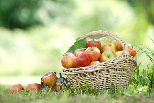 Miten oikeuslääketiede on auttanut löytämään unohdetut omenat