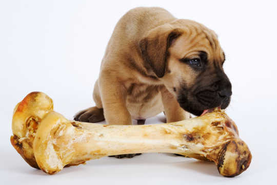 あなたのペット生の肉を食べるべきですか？ 伝統的な犬のダイエットの本当のリスク