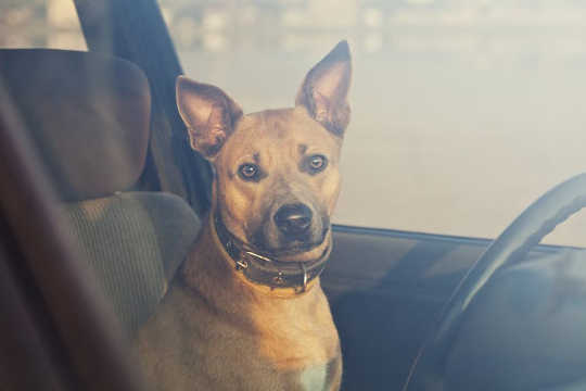 一隻狗在熱車中死多久需要多長時間