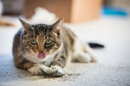 È immorale dare il tuo gatto catnip?