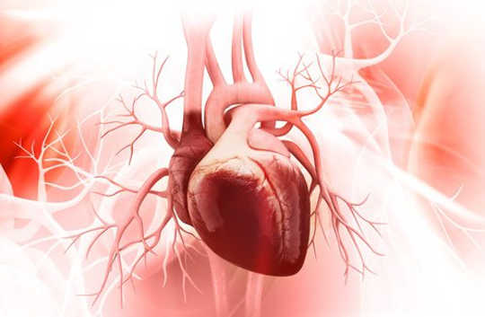 Por qué los vasos sanguíneos son la clave para construir un corazón fuerte