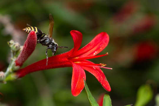 Ong bắp cày, rệp và kiến ​​và các nhà sản xuất mật ong khác