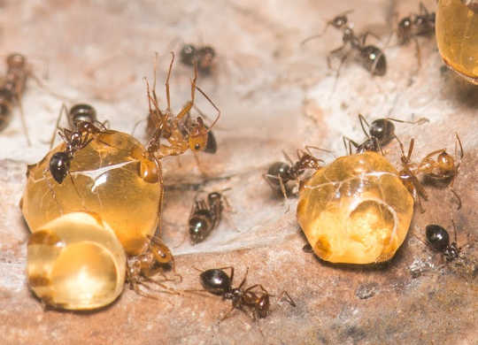말벌, 진딧물, 개미와 다른 꿀 제조기