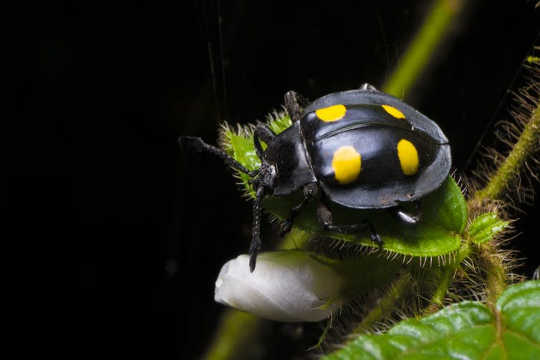 La próxima medicina de éxito podría estar al acecho dentro de un insecto
