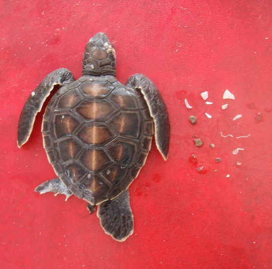 Wie viel Plastik braucht man, um eine Schildkröte zu töten?