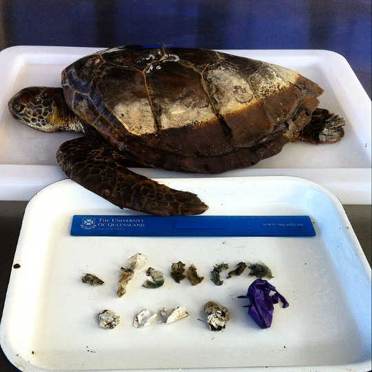 Wie viel Plastik braucht man, um eine Schildkröte zu töten?
