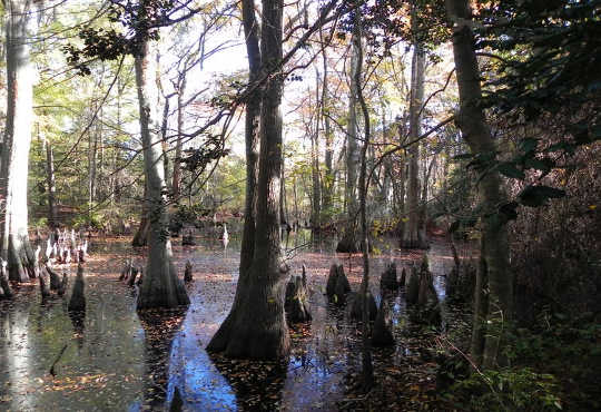 Why The World Needs More Swamps To Fight Climate Change