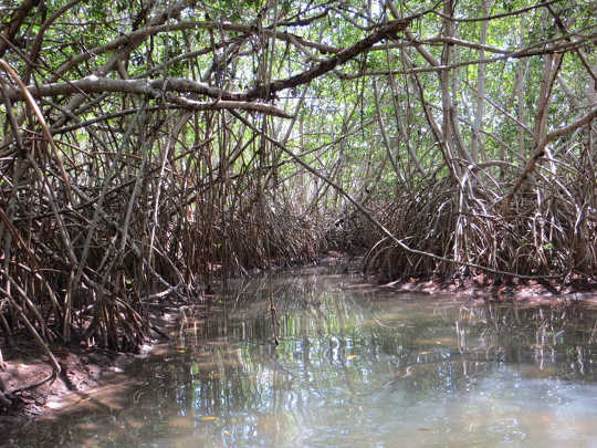 Why The World Needs More Swamps To Fight Climate Change