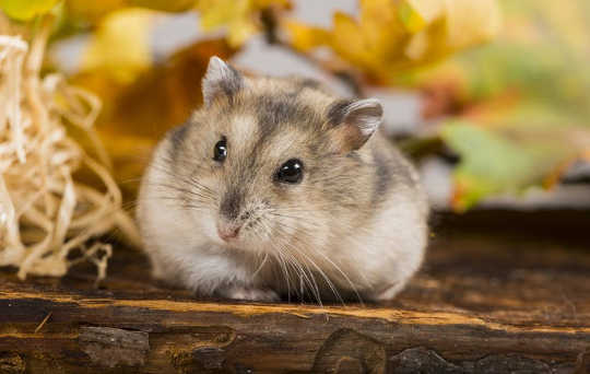 Hamster Obeziteyi Yenmek İçin İpucu Tutuyor Olabilir