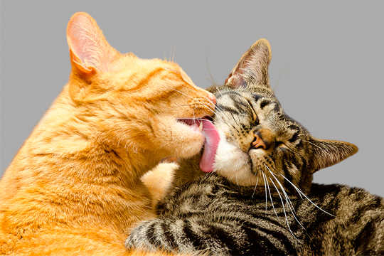 那隻多刺的貓舌頭不僅可以保持貓的健康