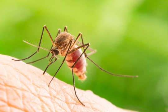為什麼蚊子會比其他人更多地咬人