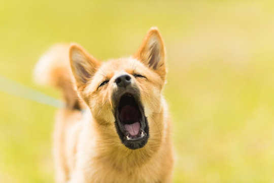 What Is It About Yawning? And Why We Do It