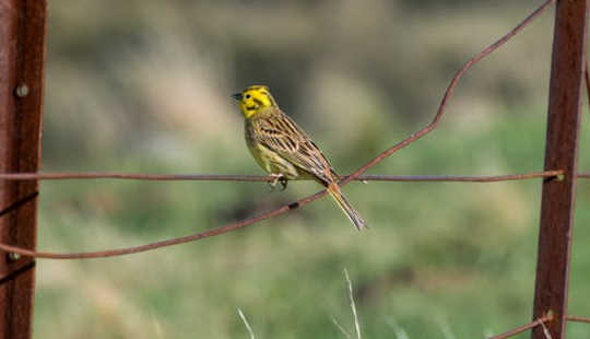 Yellowhammer: The Brexit Bird With A Story To Tell About The EU