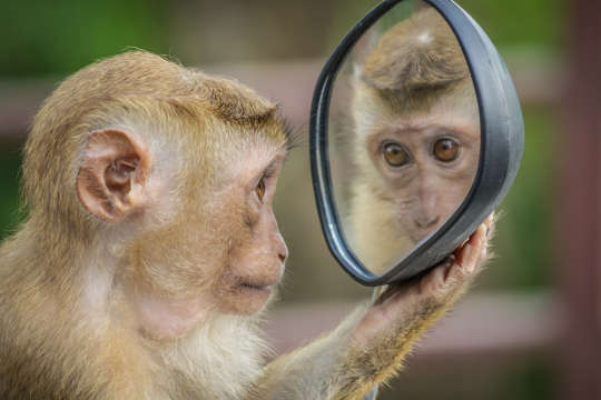 بندر دماغ کے ظلم سے کیسے آزاد رہنا ہے