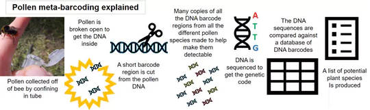 Bagaimana cara kerja meta-barcode DNA. (Apa bunga favorit lebah kota?)