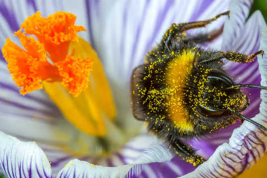 מהם הפרחים החביבים על דבורי העיר?