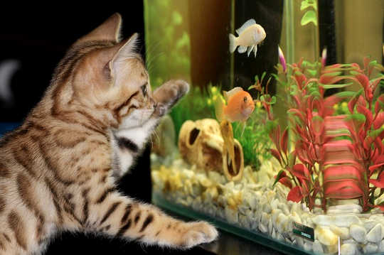 kucing melihat akuarium