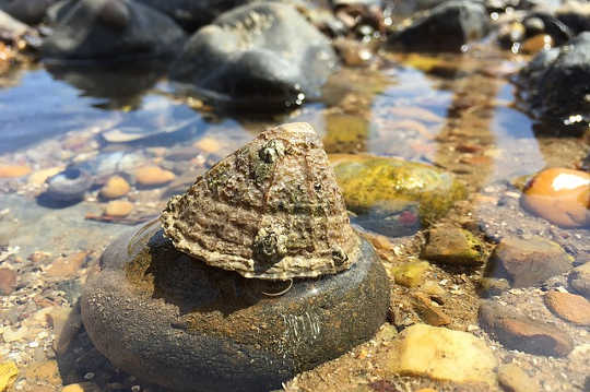 La vie d'apprentissage à partir de champignons et de bassins de marée