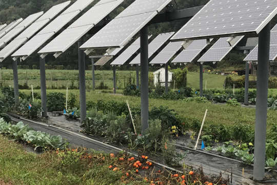 Agrivoltaics: پانل های خورشیدی در مزارع می توانند برنده شوند