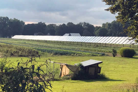 Agrivoltaics：農場太陽能電池板可能是雙贏的