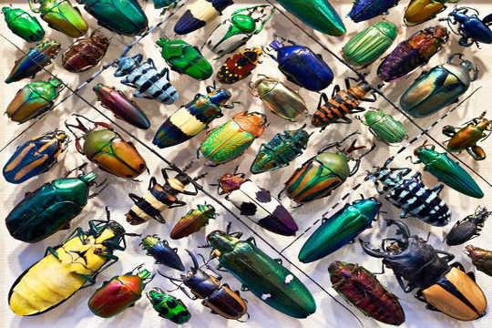 Hva skjer med den naturlige verden hvis alle insekter forsvinner?