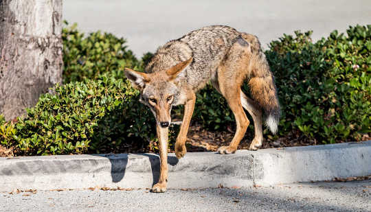 Hvordan Coyote valper justere til livet rundt mennesker