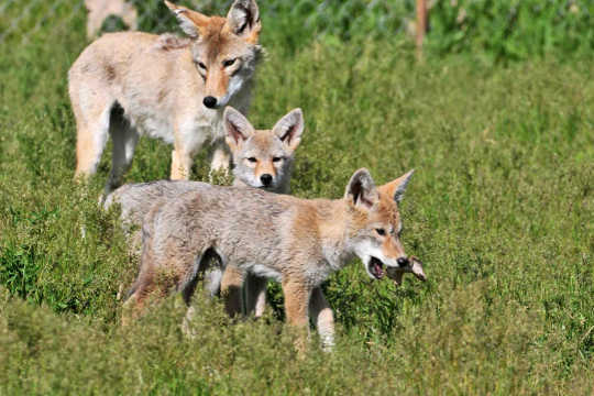 Comment les chiots coyotes s'adaptent à la vie des gens