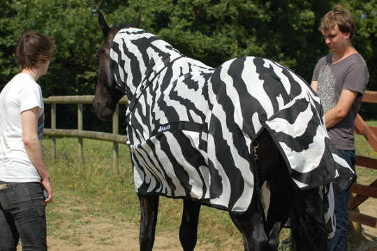 Neden Zebra'nın Stripes Sinekler İçin Sinek Bölge Değil