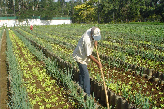 Paano Mapapabuti ng Urban Agriculture ang Seguridad ng Pagkain sa Mga Lungsod ng US